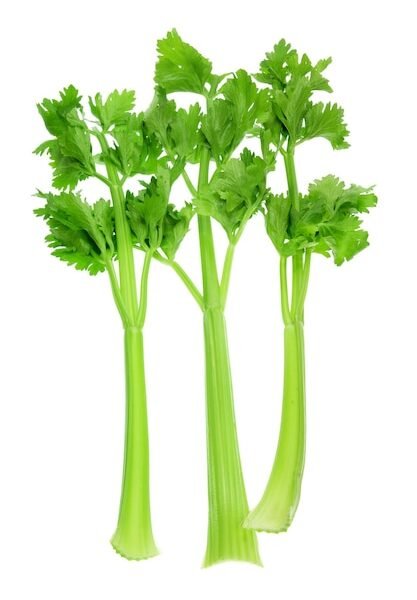Apio verde rama