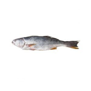 Corvina Entera Kg