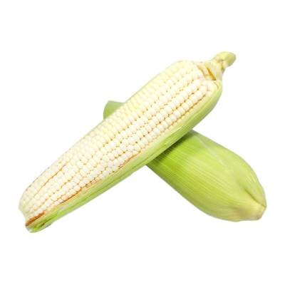 Elote Und