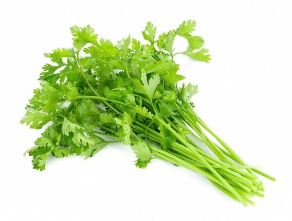Culantro Castilla