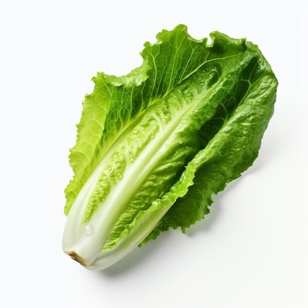 Lechuga Romana