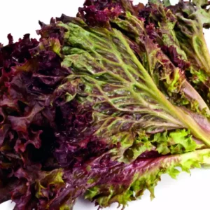 Lechuga Lollo Rossa