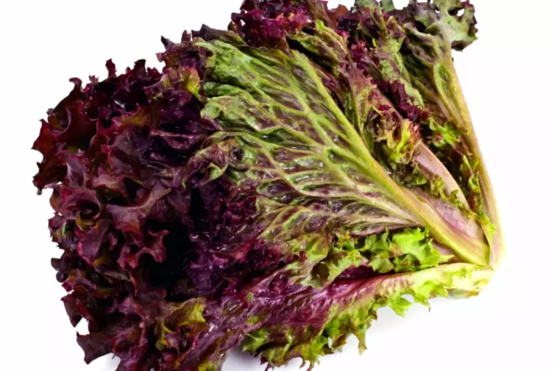 Lechuga Lollo Rossa