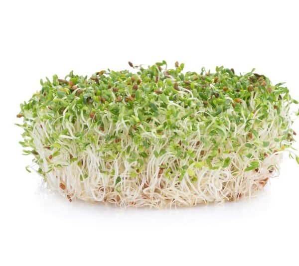Alfalfa
